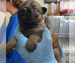 German Shepherd Dog Dogs for adoption in San Bernardino, CA, USA