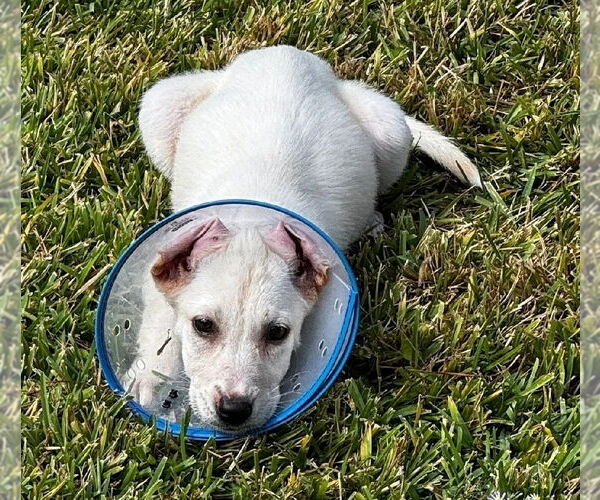 Medium Photo #2 German Shepherd Dog-Unknown Mix Puppy For Sale in Lakewood, CO, USA