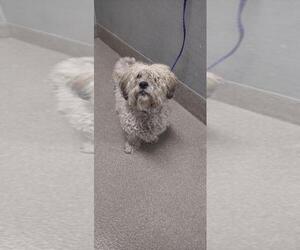 Maltese-Unknown Mix Dogs for adoption in Las Vegas, NV, USA