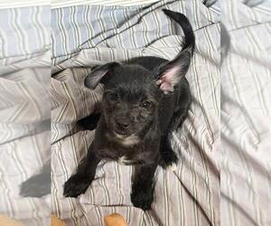 Greg - Male Malchi Dog for Adoption - Photo #2