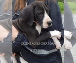 Small Photo #25 Great Dane Puppy For Sale in SPRAGGS, PA, USA