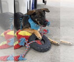 Small #8 German Shepherd Dog Mix