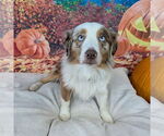 Small Australian Shepherd