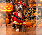 Nickel - Male Unknown-Weimaraner Mix Dog for Adoption - Small photo
