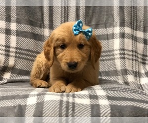 Golden Retriever Puppy for sale in LAKELAND, FL, USA