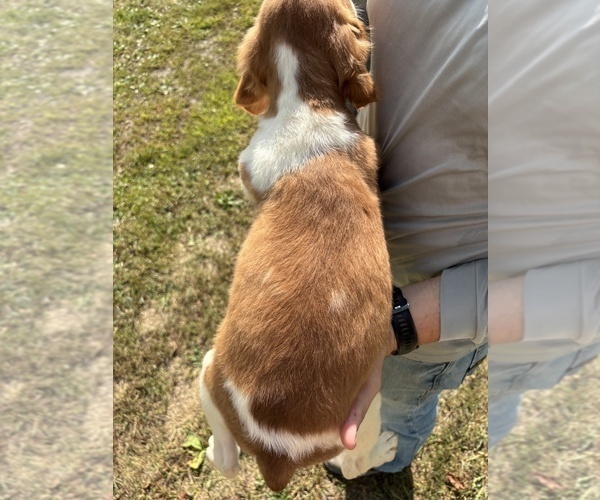 Medium Photo #9 Brittany Puppy For Sale in FISHER, IL, USA