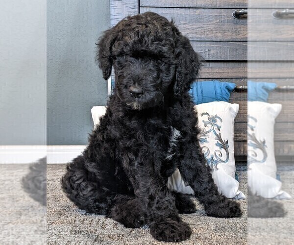 Medium Photo #1 Goldendoodle Puppy For Sale in SAN ANTONIO, TX, USA
