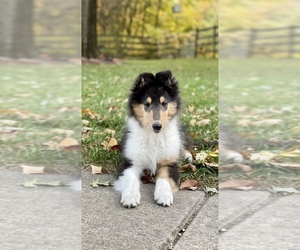 Collie Puppy for sale in NEWARK, IL, USA