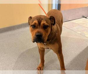 Boxer-German Shepherd Dog Mix Dogs for adoption in Orange, CA, USA