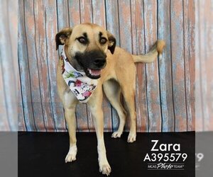 Black Mouth Cur-Unknown Mix Dogs for adoption in Conroe, TX, USA