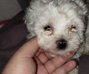 Mal-Shi Puppy for sale in VILLA RICA, GA, USA