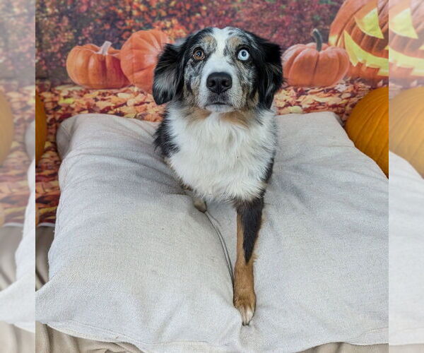 Medium Photo #1 Australian Shepherd Puppy For Sale in Vail, AZ, USA