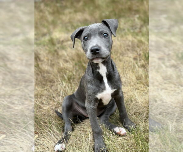 Medium Photo #5 American Pit Bull Terrier Puppy For Sale in Dana Point, CA, USA