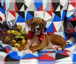 Small Photo #5 Boxer Puppy For Sale in QUARRYVILLE, PA, USA
