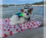 Small #2 Chihuahua Mix