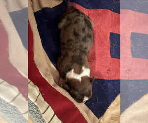 Big Bend - ABR Return - Male Boxer Dog for Adoption - Photo #3