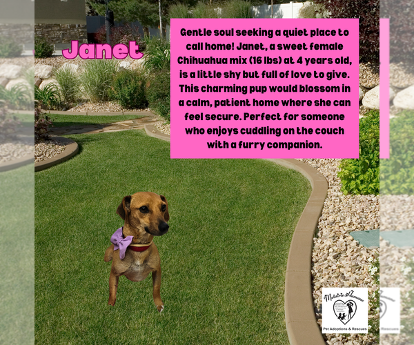 Medium Photo #1  Puppy For Sale in , 