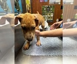 Small Photo #4 Great Dane Puppy For Sale in ALIQUIPPA, PA, USA