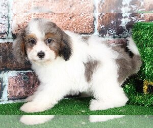 Cock-A-Poo Puppy for sale in BEL AIR, MD, USA