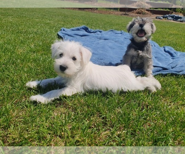 Medium Photo #8 Schnauzer (Miniature) Puppy For Sale in Hatvan, Heves, Hungary