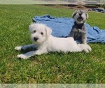Small #7 Schnauzer (Miniature)