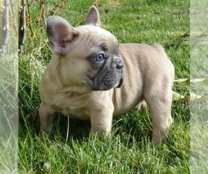 French Bulldog Puppy for sale in PROSPECT HEIGHTS, IL, USA