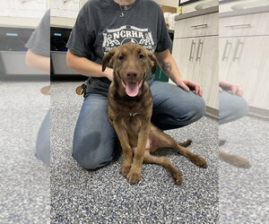 Dean - Male Mutt Dog for Adoption - Photo #3