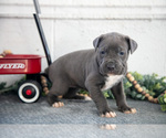 Puppy Stacy Cane Corso