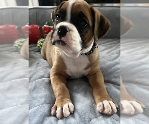 Medium Photo #2 Boxer Puppy For Sale in GREENVILLE, NC, USA