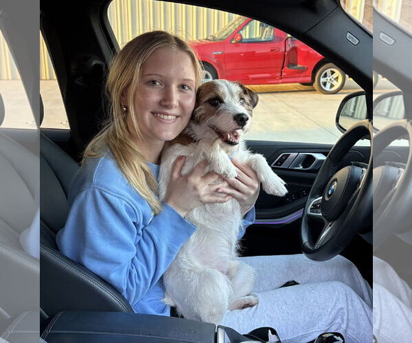 Medium Photo #2 Jack Russell Terrier Puppy For Sale in Sanford, FL, USA