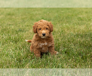 Goldendoodle (Miniature) Puppy for sale in SHIPSHEWANA, IN, USA