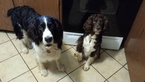 Small Photo #1 English Springer Spaniel Puppy For Sale in INMAN, SC, USA