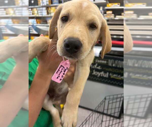 Medium Photo #1 Labrador Retriever-Unknown Mix Puppy For Sale in Palatine/Kildeer/Buffalo grove, IL, USA