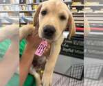 Small Labrador Retriever Mix