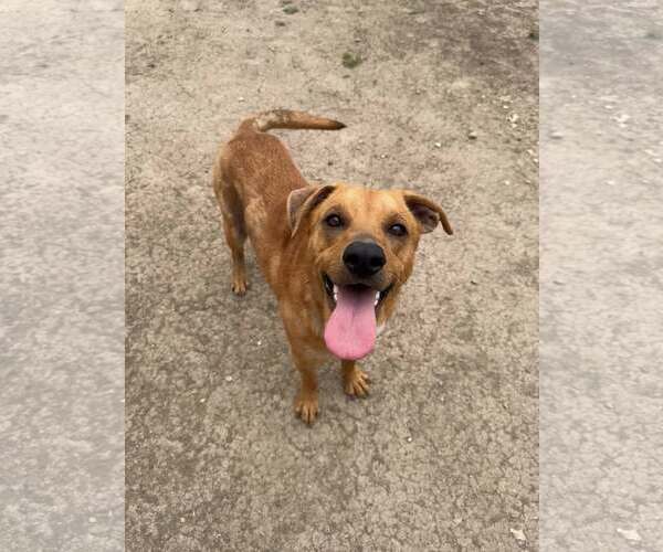 Medium Photo #8 Labrador Retriever-Unknown Mix Puppy For Sale in Rowlett, TX, USA