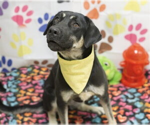 Anatolian Shepherd-Unknown Mix Dogs for adoption in Placerville, CA, USA