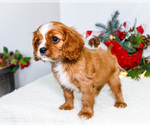 Small #13 Cavalier King Charles Spaniel