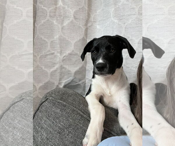 Medium Photo #2 Labrador Retriever-Unknown Mix Puppy For Sale in Columbus, IN, USA