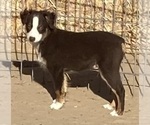 Small #12 Miniature Australian Shepherd