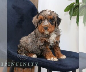 Bernedoodle (Miniature) Puppy for sale in NARVON, PA, USA