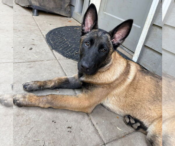Medium Photo #12 German Shepherd Dog-Unknown Mix Puppy For Sale in Seattle, WA, USA