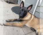 Small #11 German Shepherd Dog Mix