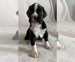 Small #9 Boxer