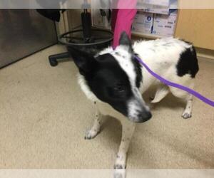 Border Collie Dogs for adoption in Riverside, CA, USA