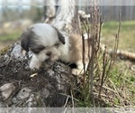 Small #2 Shih Tzu