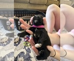 Small Photo #3 Schnauzer (Miniature) Puppy For Sale in CALHOUN CITY, MS, USA
