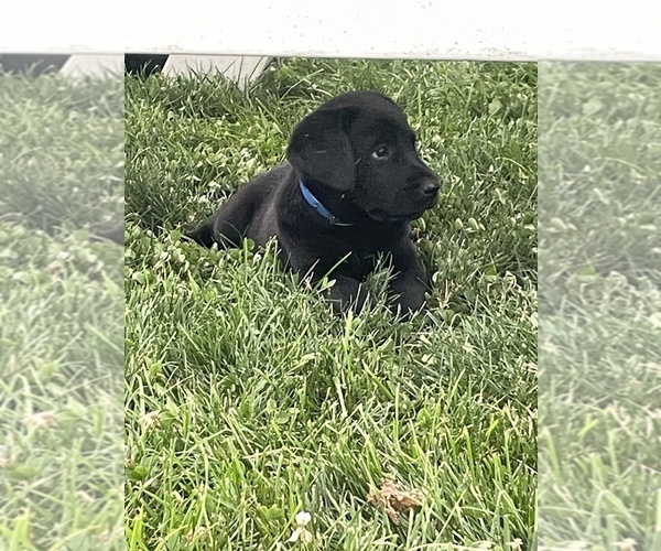 Medium Photo #5 Labrador Retriever Puppy For Sale in WAKARUSA, IN, USA