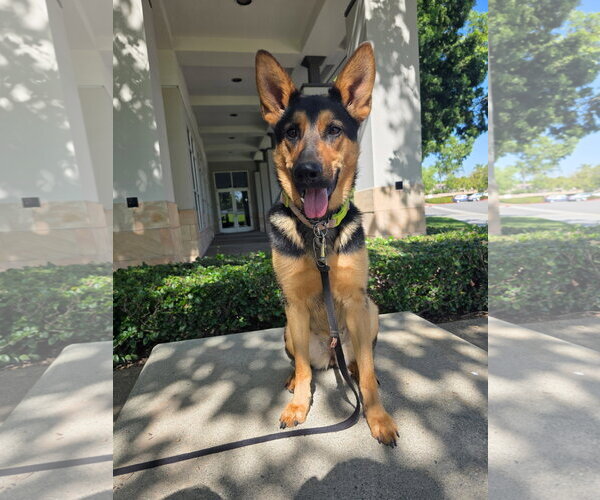 Medium Photo #1 Mutt Puppy For Sale in Marina Del Rey, CA, USA