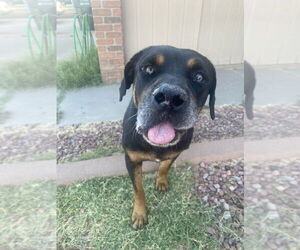 Maxwell - Male Rottweiler Dog for Adoption - Photo #3