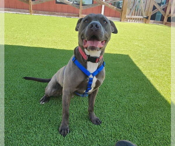 Medium Photo #3 Mutt Puppy For Sale in Chestertown, MD, USA